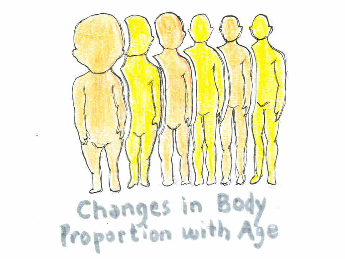 Changes in the proportional size of the human head to the human body as the human ages.