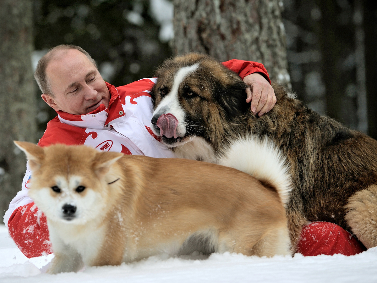 Russian President Vladimir Putin plays with his dogs Buffy (right) and Yume at his residence Novo-Ogariovo, outside Moscow on March 24, 2013. Bulgarian shepherd dog Buffy was presented to Putin by his Bulgarian counterpart Boyko Borisov, while Japanese Prime Minister Yoshihiko Noda offered Putin the puppy Yume as a gift during the G20 in Mexico in June.
