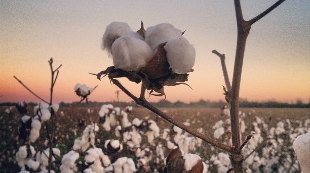 Why U.S. Taxpayers Started — And Stopped — Paying Brazilian Cotton Farmers 