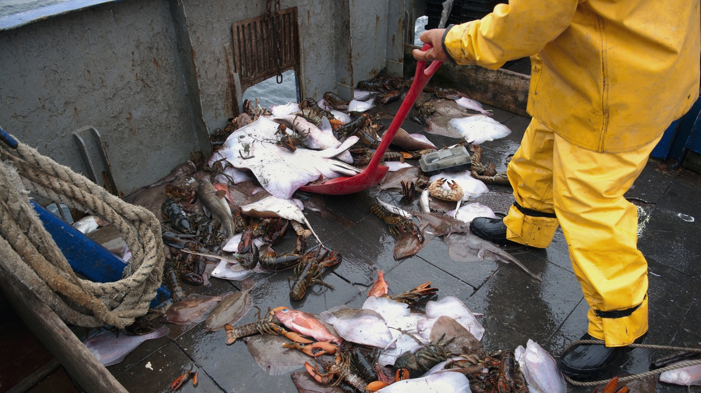 Ancient And Vulnerable: 25 Percent Of Sharks And Rays Risk Extinction : NPR