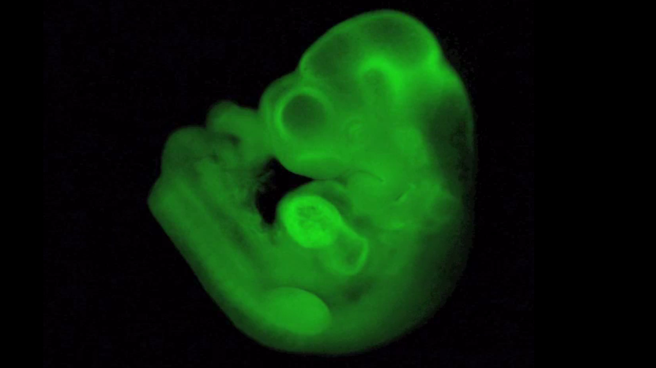 A mouse embryo grows from stem cells made by stressing blood cells with acid. The blood cells are tagged with a protein that creates green light. (Courtesy of Haruko Obokata)