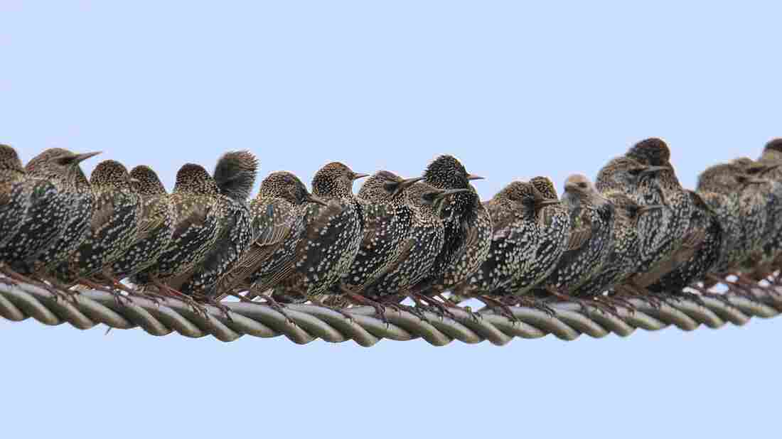 A row of starlings (Sturnus vulgaris) perched on wire.