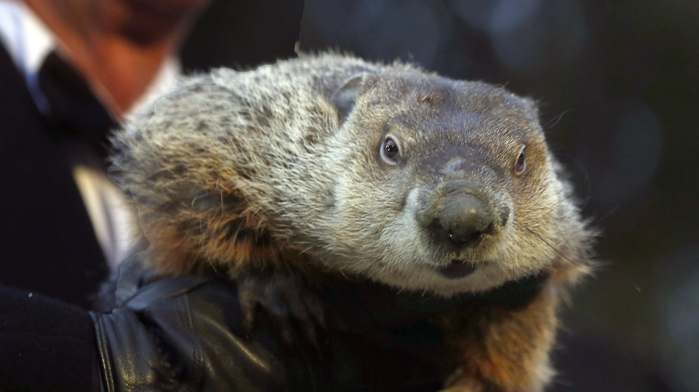Punxsutawney Phil Vs. The Farmers' Almanac Whom Do You Trust? The TwoWay NPR