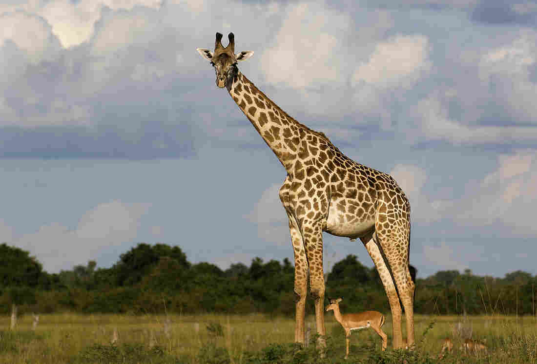 A giraffe with an antelope standing beneath it.