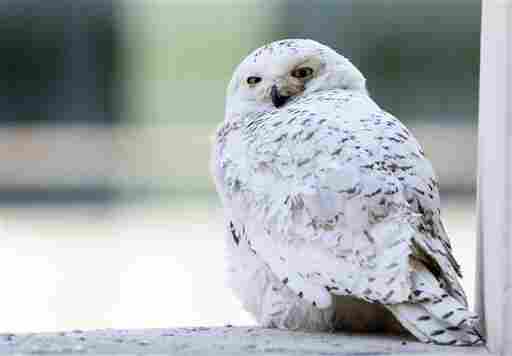 A female snowy owl rests on a ledge of a building in Washington, Friday, Jan. 24, 2014. The snowy owl which breeds in Arctic tundra, attracted passers by snapping pictures and watching its rare presence in the usually warmer urban area. (AP Photo/Manuel Balce Ceneta)