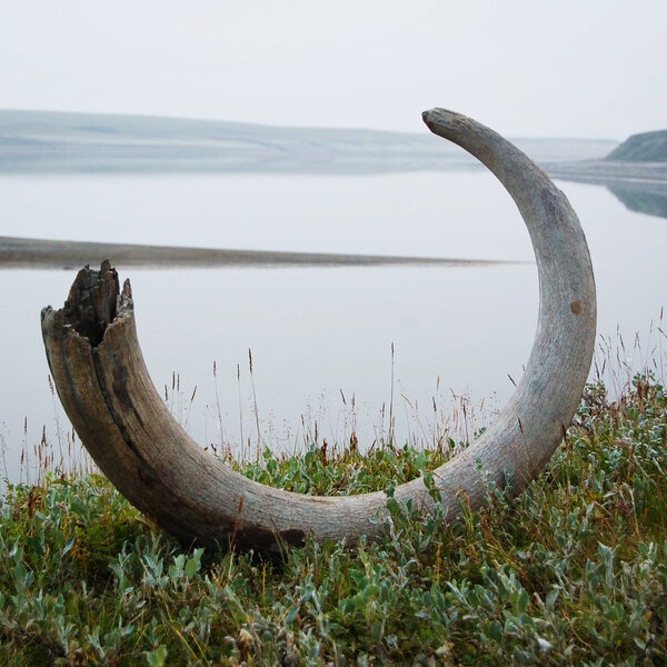 Woolly Mammoths' Taste For Flowers May Have Been Their Undoing