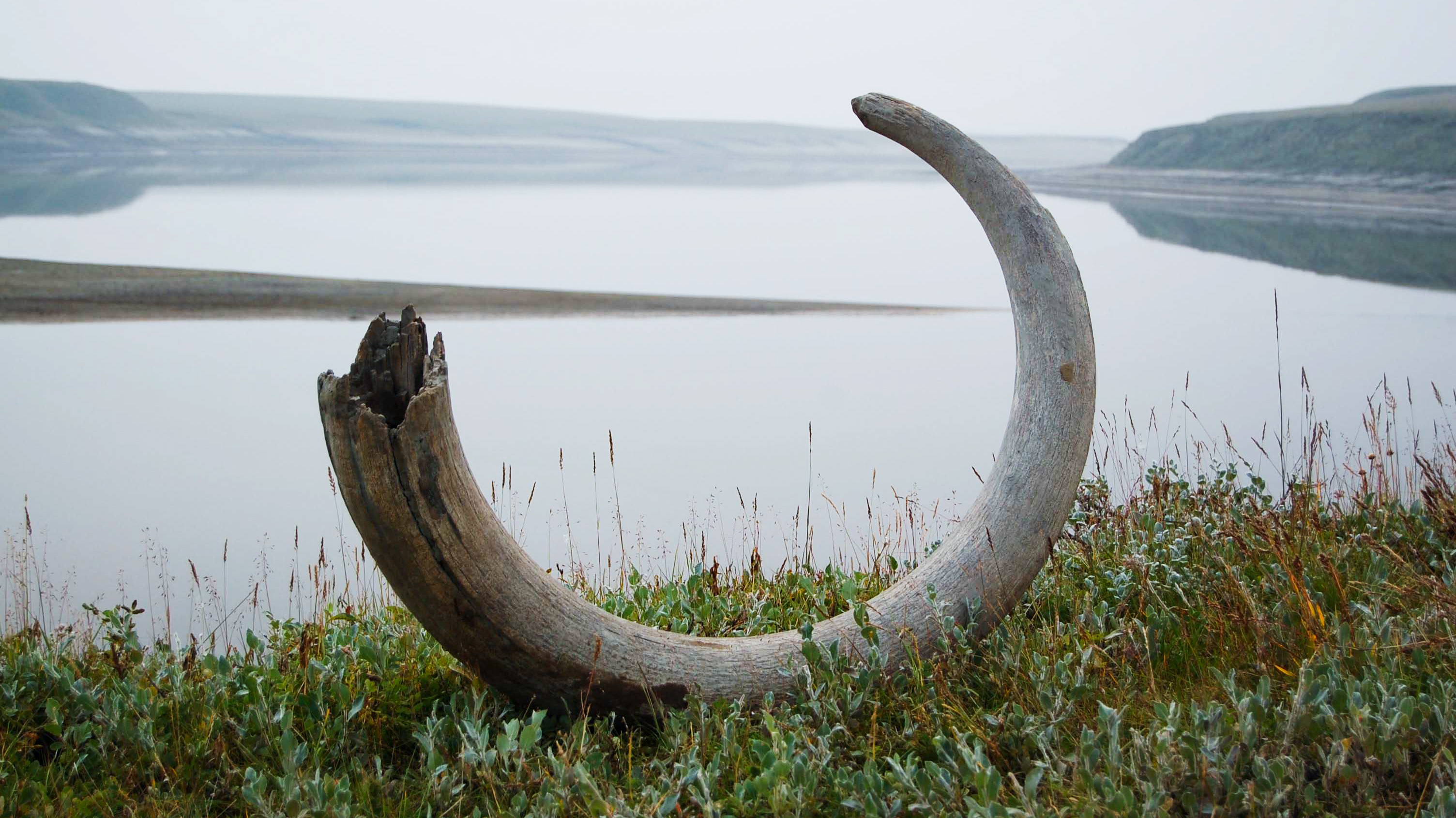 Woolly mammoths depended on tiny flowering plants for protein. Did the decline of the flowers cause their extinction?