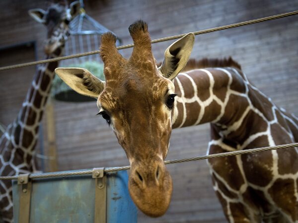 Copenhagen Zoo's giraffe Marius was put down Sunday by zoo authorities who said it was their duty to avoid inbreeding.