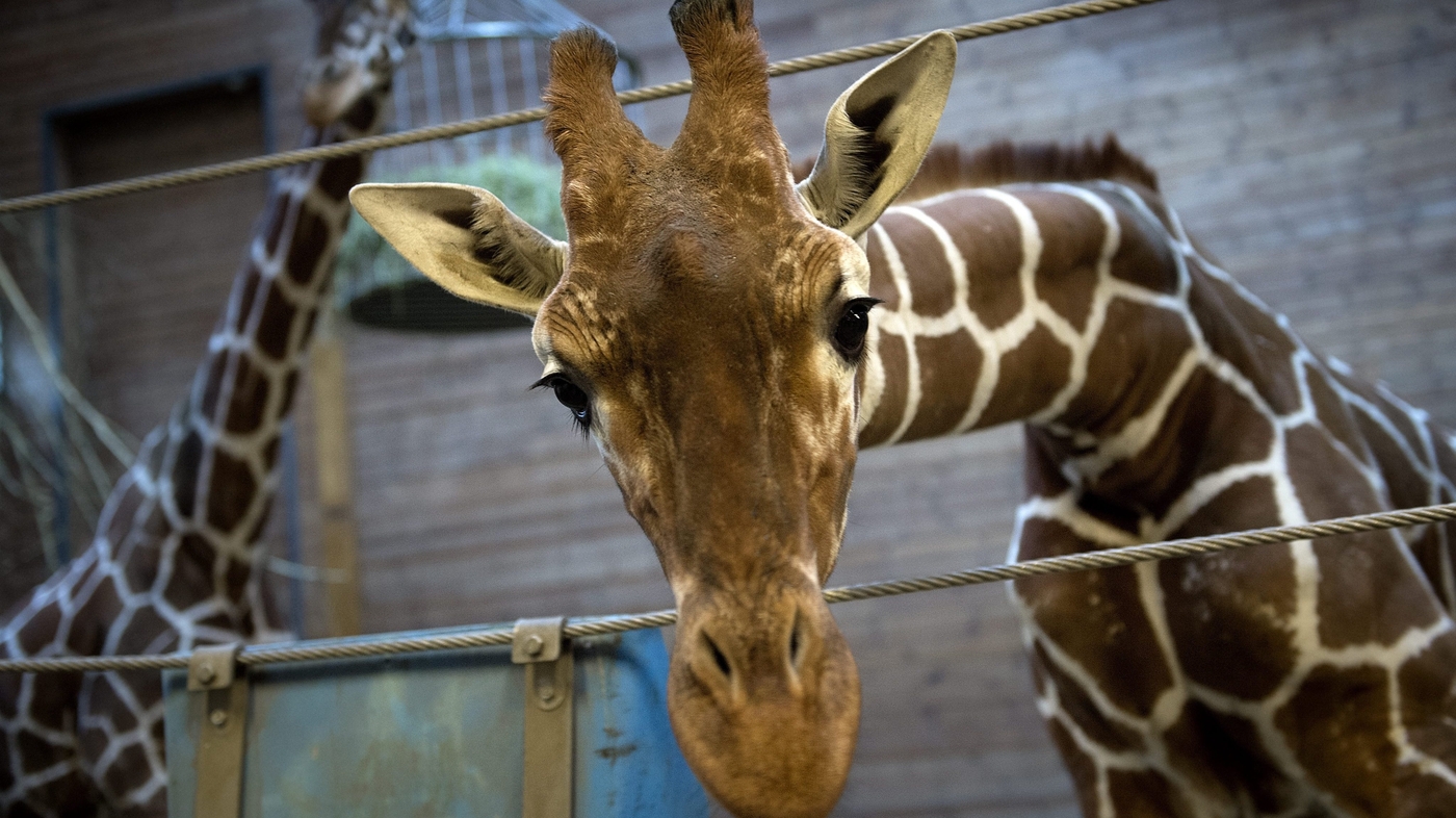 Copenhagen Zoo Euthanizes Giraffe Despite Online Protest The TwoWay