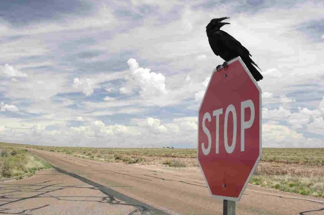 A crow sits on a stop sign along a road running through a desolate landscape.