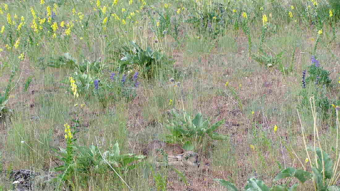A baby pronghorn antelope flattens itself in a meadow.