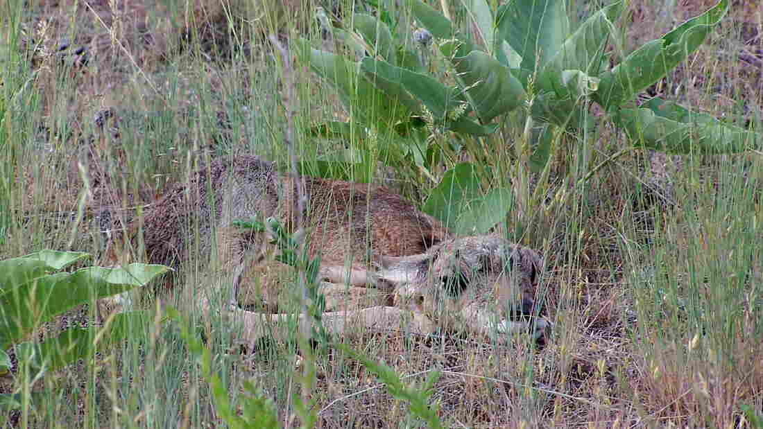 A pronghorn fawn tucks itself beneath a leafy plant.