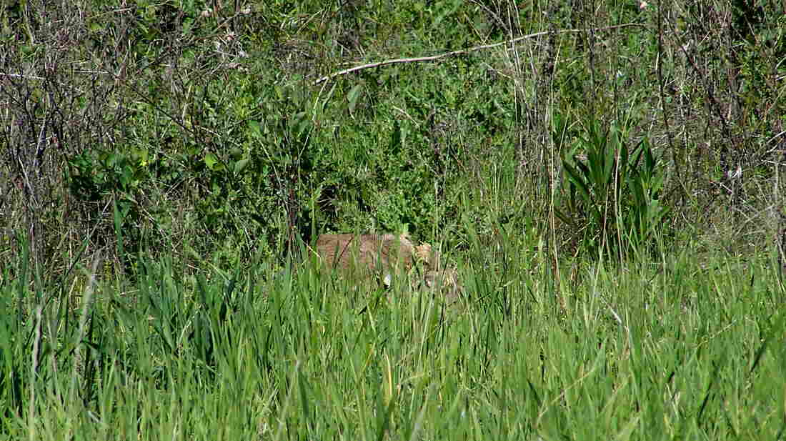 A baby pronghorn lies quietly in the grass.