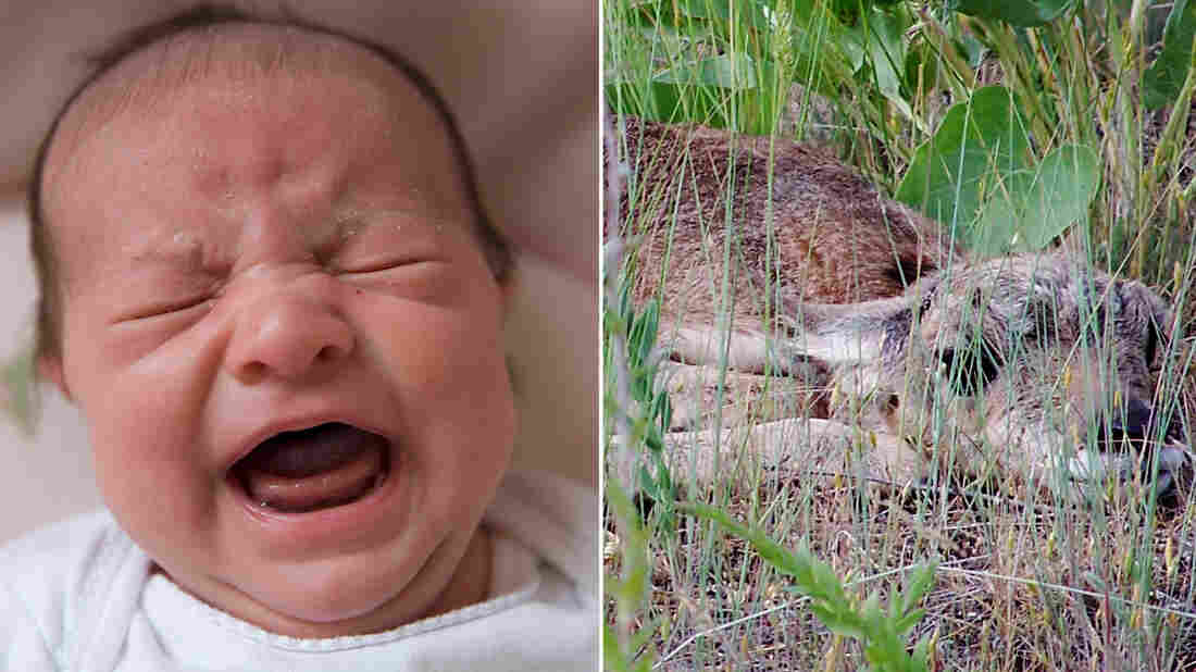 Human infants can be noisy, but pronghorn fawns are typically very, very quiet.