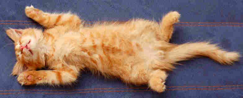 Sleeping kitten.