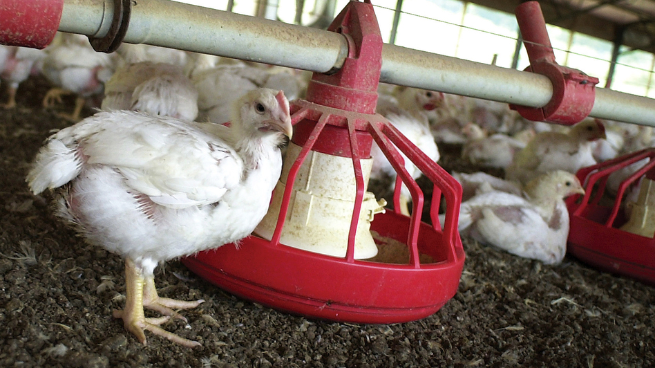 Chickens gather around a feeder in a Tyson Foods poultry house in Washington County, Ark. (April L. Brown/AP)