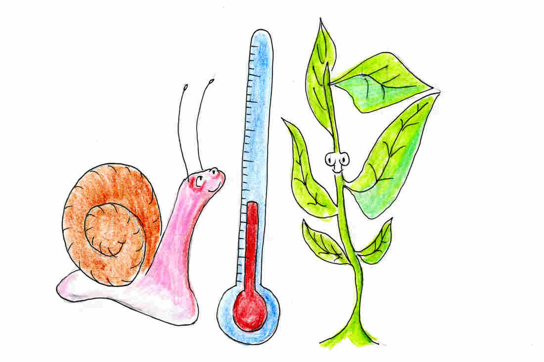 Snails and plants are happy when the temperature's just right.