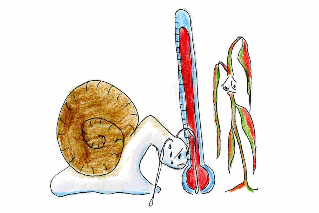 Melting temperatures melt the mood of critters accustomed to cooler climes.