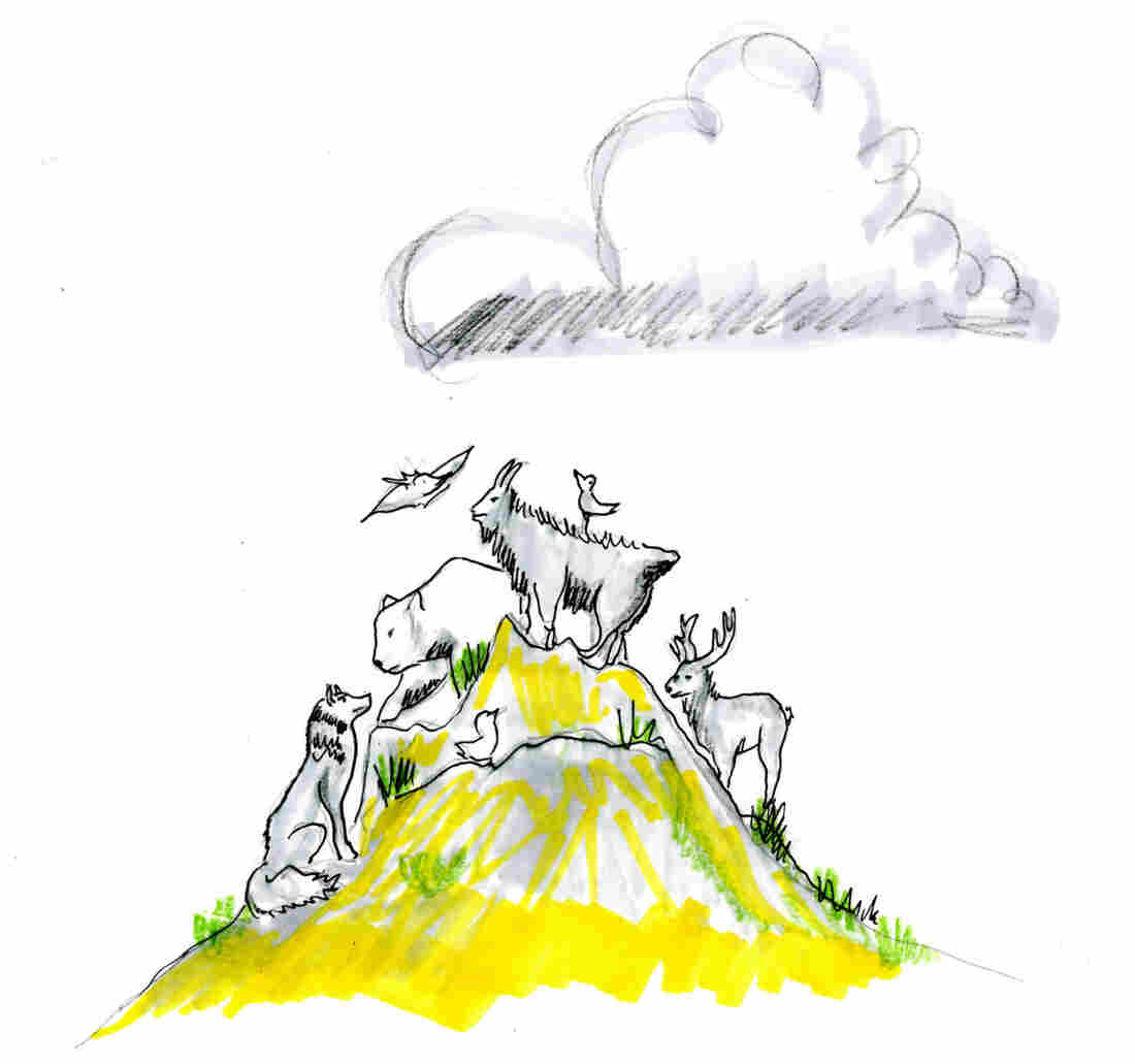 The tops of mountains would get crowded if all the critters and plants from lower elevations moved up to escape the heat.