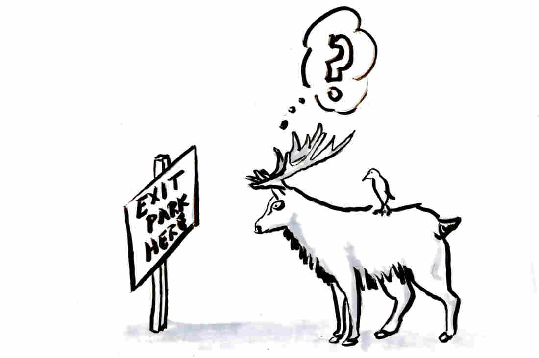 What happens when human civilization interferes with an animal's urge to move to better climes?