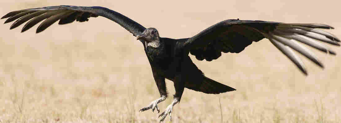 A Black Vulture