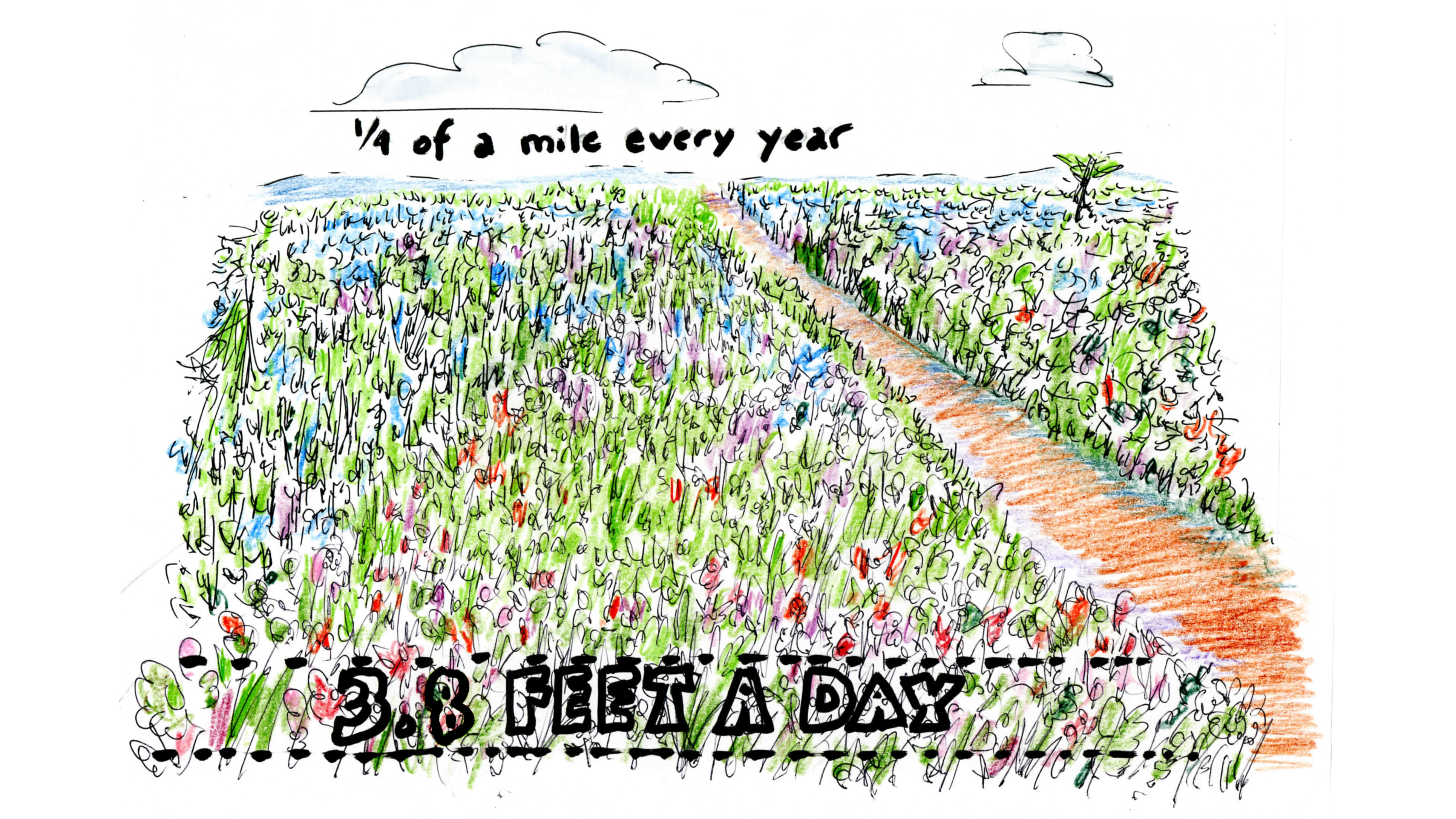 Trees On The Move As Temperature Zones Shift 3.8 Feet A Day Krulwich