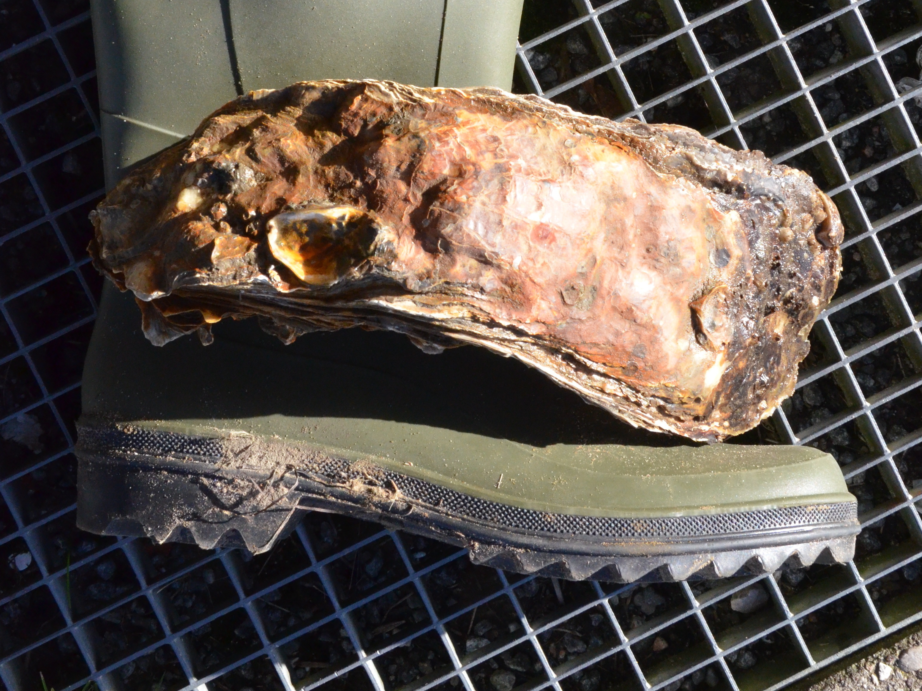 World's Largest Oyster Is Size Of A Man's Shoe