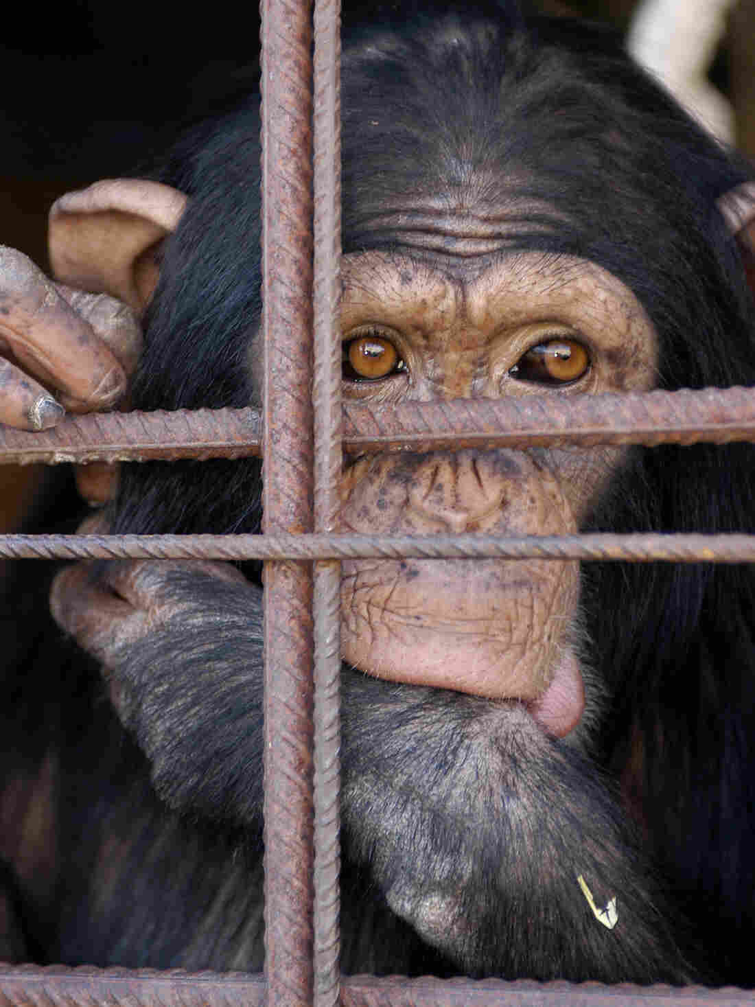 A caged chimpanzee in Madrid, Spain.