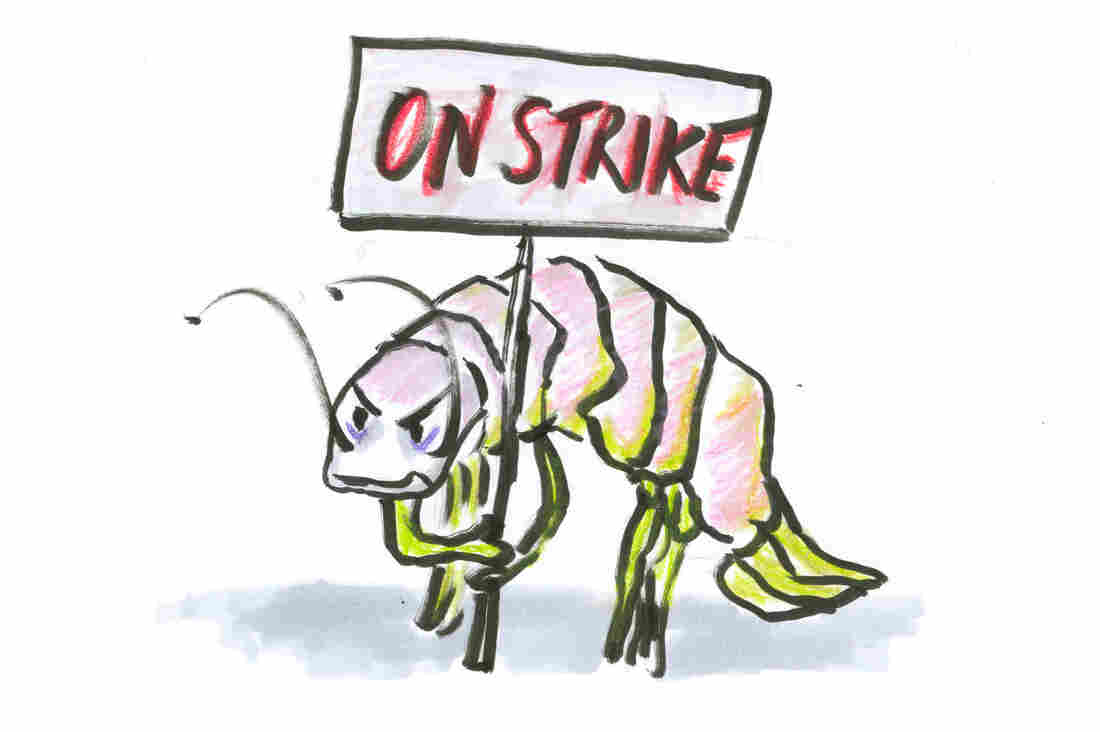 An isopod on strike.