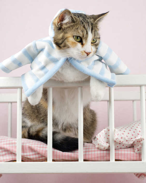 Cat's in the cradle, wearing the cat's pajamas.