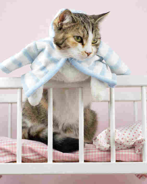 Cat's in the cradle, wearing the cat's pajamas.