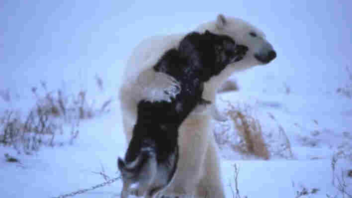 A polar bear and husky hugging.