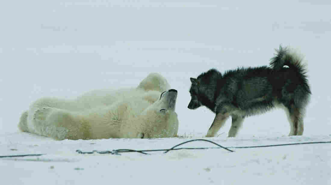 A polar bear rolls around on his back while a husky looks on.