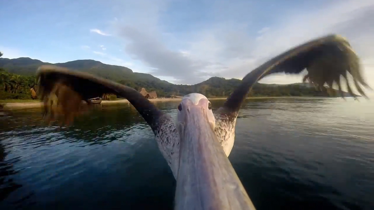 A Pelican Shows Us What It's Like To Fly