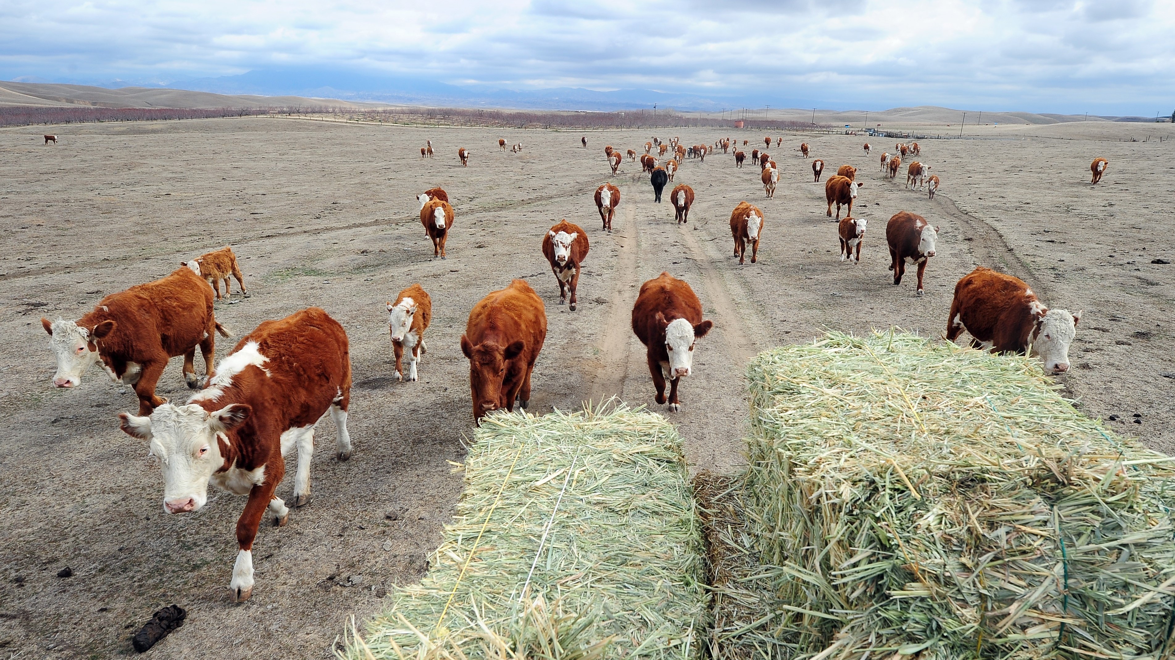 No snowpack, no hay: In the northern Nevada, cattle feed is getting hard to come by, as sources of water diminish in supply. (AFP/Getty Images)
