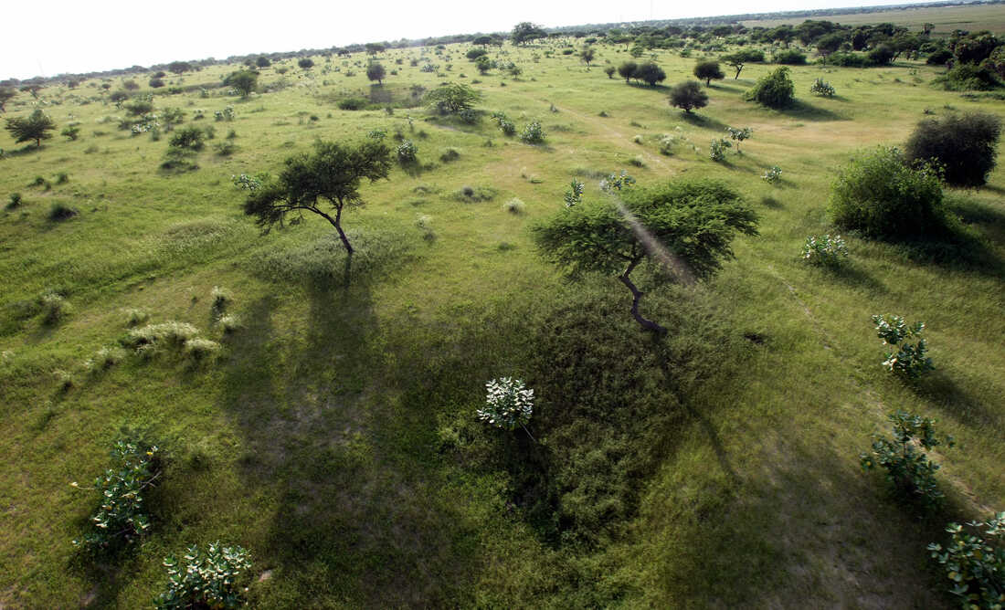 Grasslands along the shores of Lake Chad.