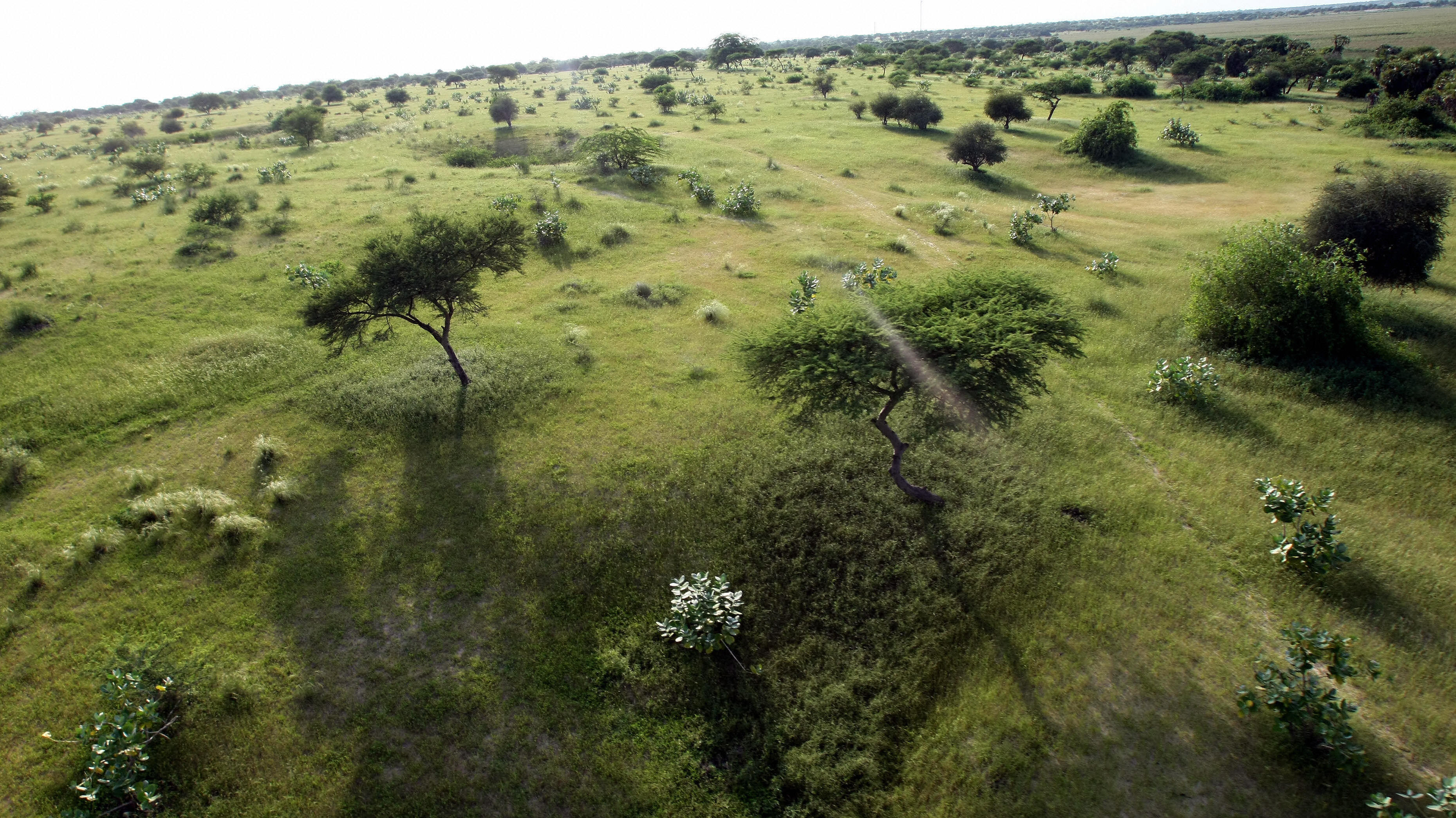 Did Humans Evolve On The Savanna The Debate Heats Up 13 7 Cosmos And Culture Npr