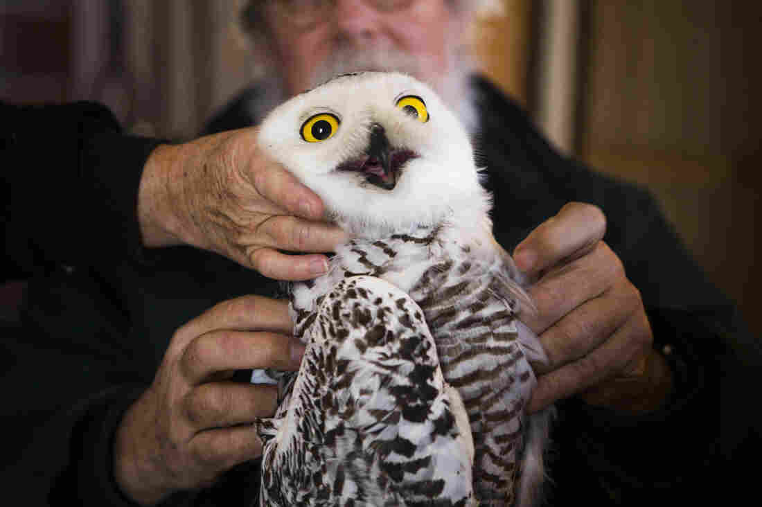 Dave Brinker and veterinarian Cindy Driscoll adjust the GPS backpack on Hungerford, the 15th snowy owl tagged during this winter's irruption.