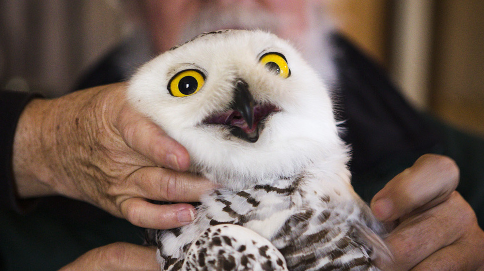 Trapping And Tracking The Mysterious Snowy Owl : NPR