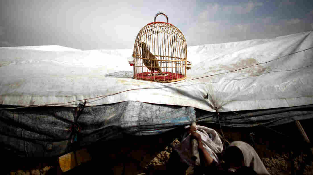 A fighting quail sits in its cage on the plastic roof of a refugee tent in the Nasaji Bagrami camp.