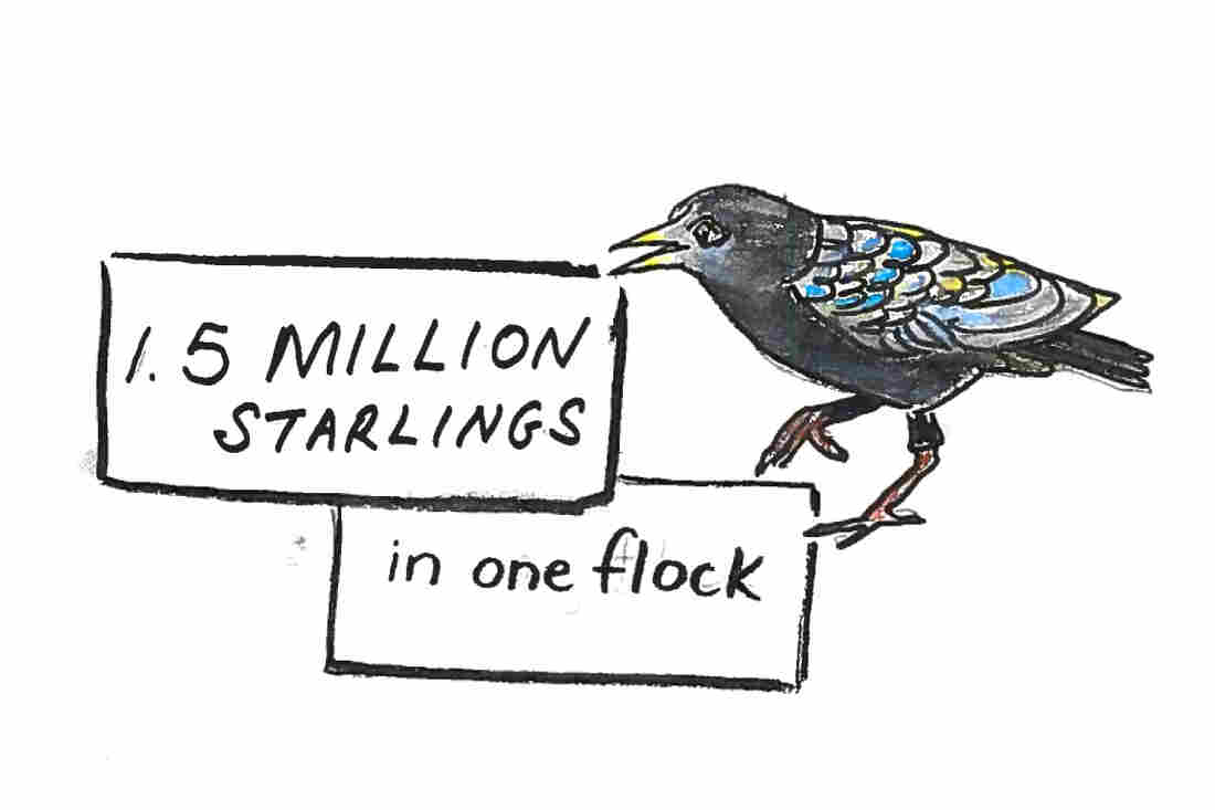 Imagine 1.5 million starlings in one flock.