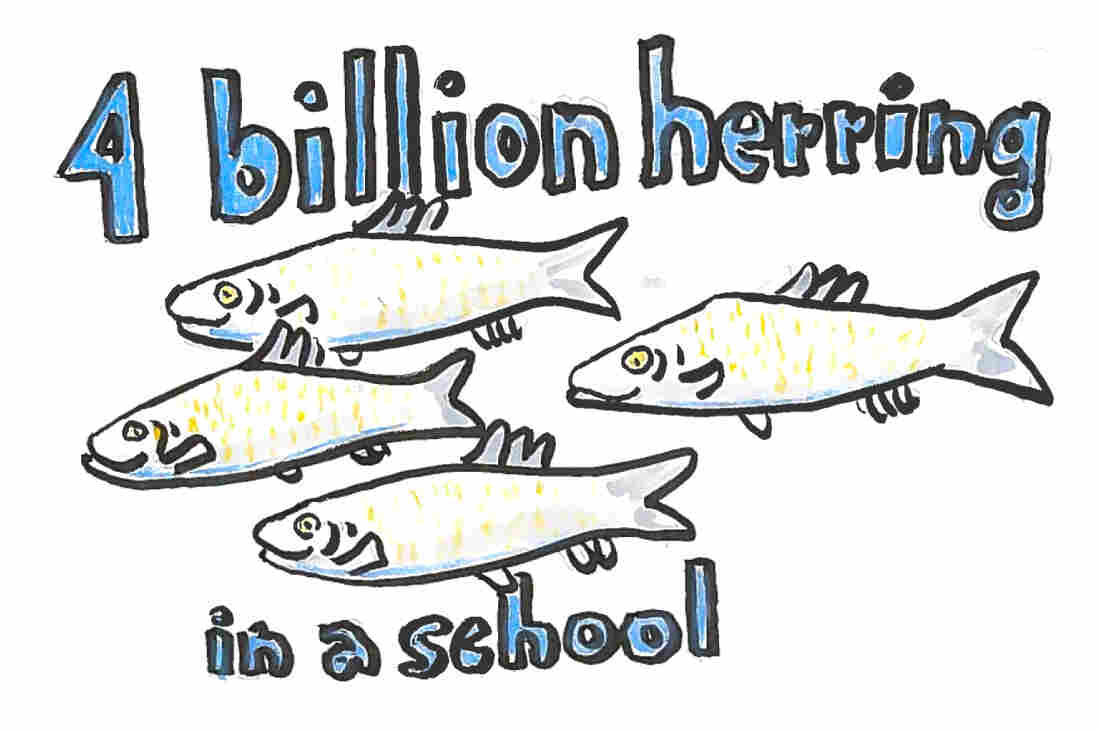 Imagine 4 billion herring in a school.