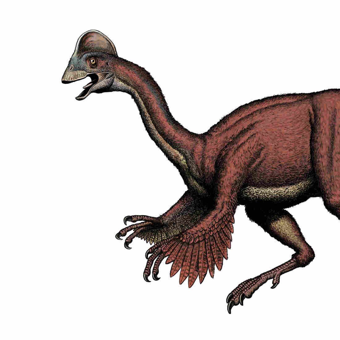 dinosaur with hump on head