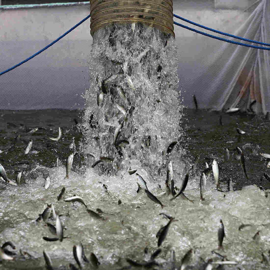 Pacific Or Bust: Fingerling Chinook salmon are dumped into a holding pen Tuesday as they are transferred from a truck into the Sacramento River in Rio Vista, Calif. From here, they'll be towed downstream for a bit, then make their own way out to the Pacific Ocean. Pacific Or Bust: Fingerling Chinook salmon are dumped into a holding pen Tuesday as they are transferred from a truck into the Sacramento River in Rio Vista, Calif. From here, they'll be towed downstream for a bit, then make their own way out to the Pacific Ocean.