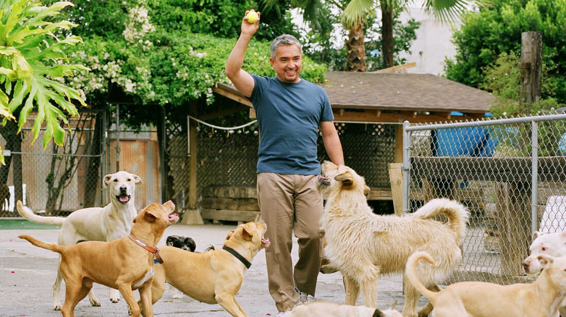 Cesar millan german shepherd hot sale training