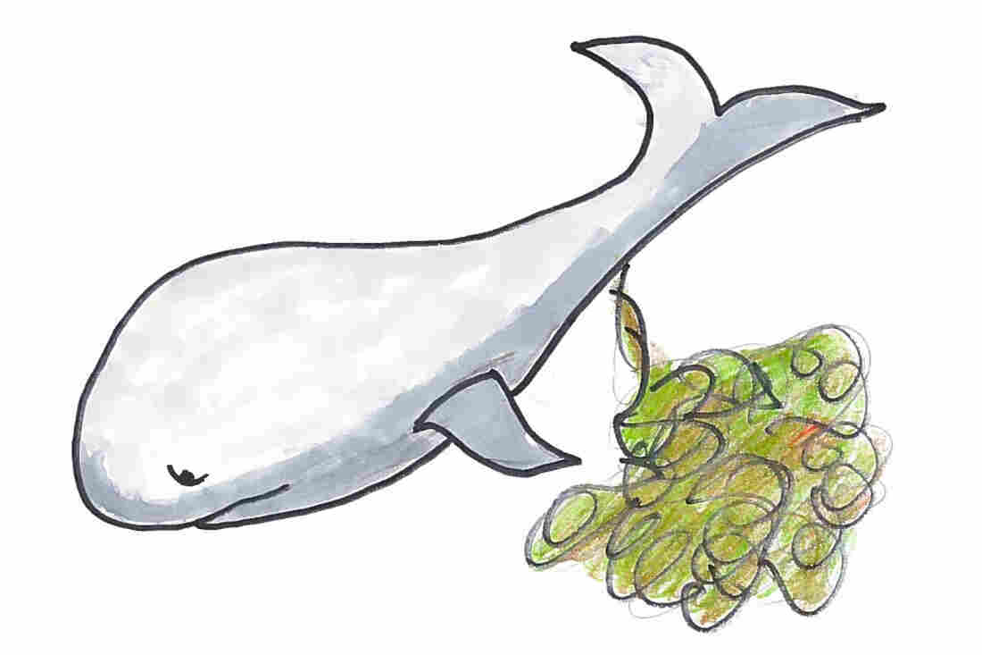 Whales poop mightily.