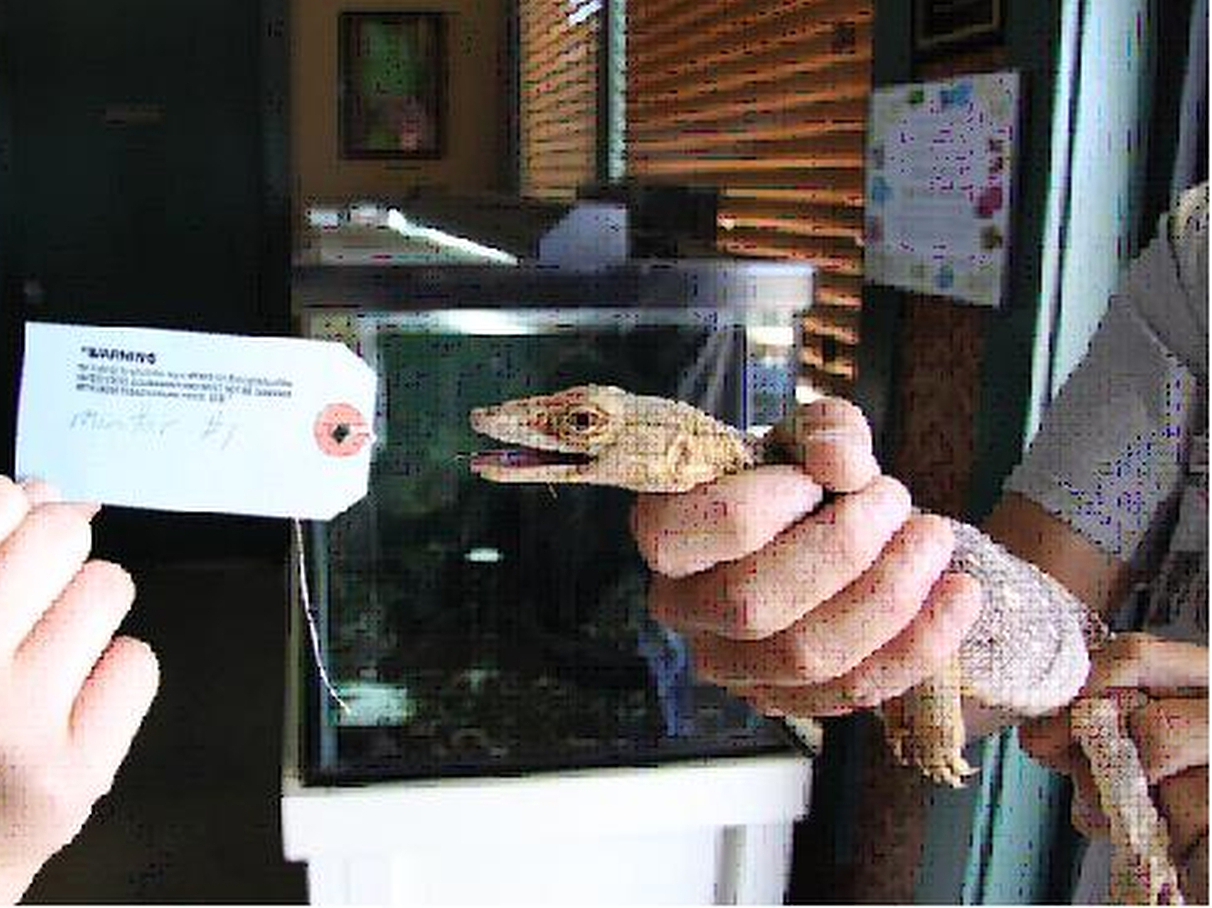One of two live desert monitor lizards that Donald Schultz, former Animal Planet host, sold to an undercover agent.