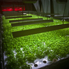 Arugula plant beds inside The Plant, a vertical farm operation in Chicago. Arugula plant beds inside The Plant, a vertical farm operation in Chicago.