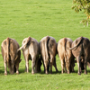 Scientists have trained cows to pee, which could help the environment: NPR 3 Scientists have trained cows to pee, which could help the environment: NPR
