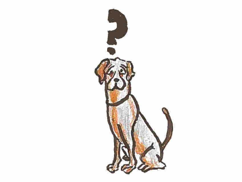 Dogs may recognize their own name, but do they recognize ours?